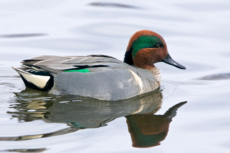 Green Winged Teal. Photo by Stephen Cunliffe.