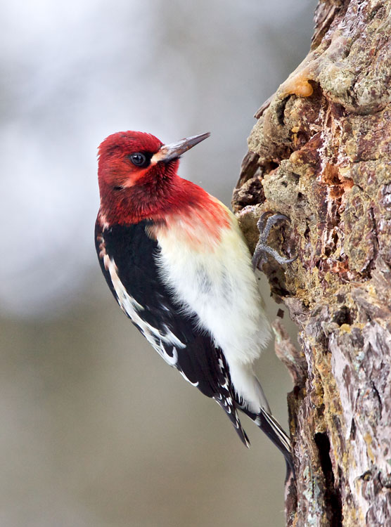Red-breasted sapsucker. Photo by Stephen Cunliffe