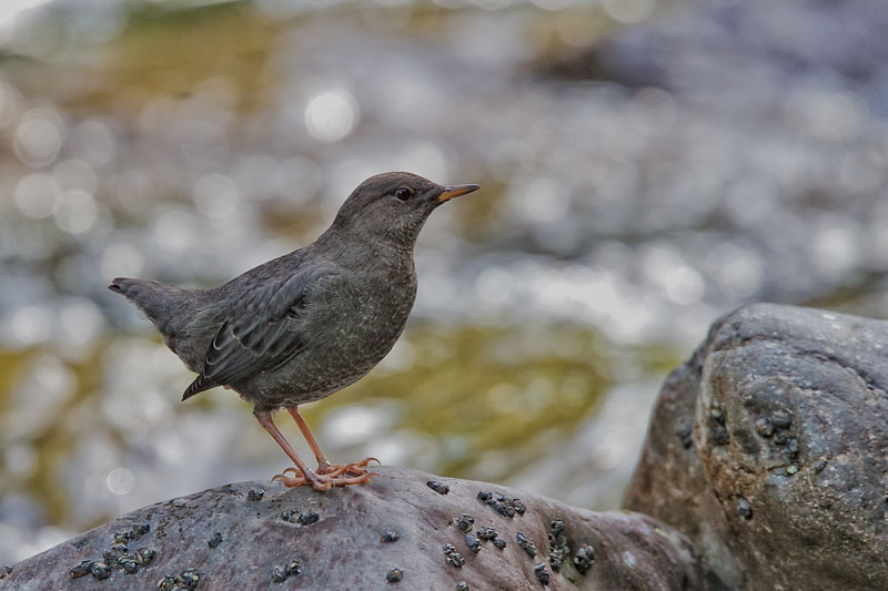 American Dipper. Photo by Stephen Cunliffe.
