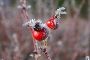 Rose hips in frost